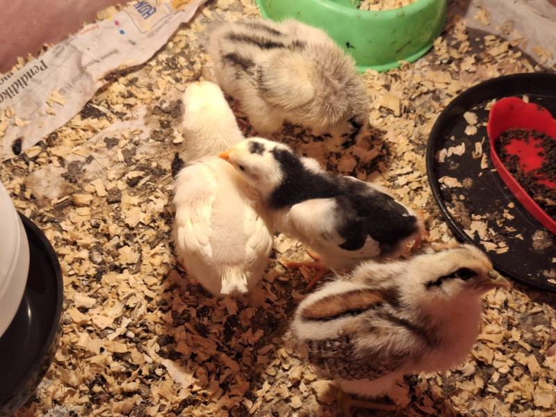 Ini Antara Alasan Bela Ayam!!
